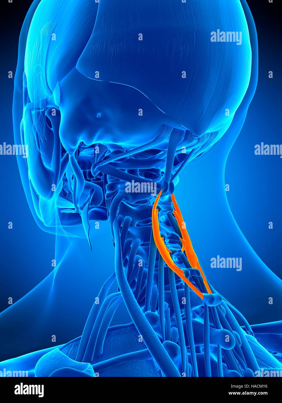 Illustration of the spinalis cervicis muscle. Stock Photo