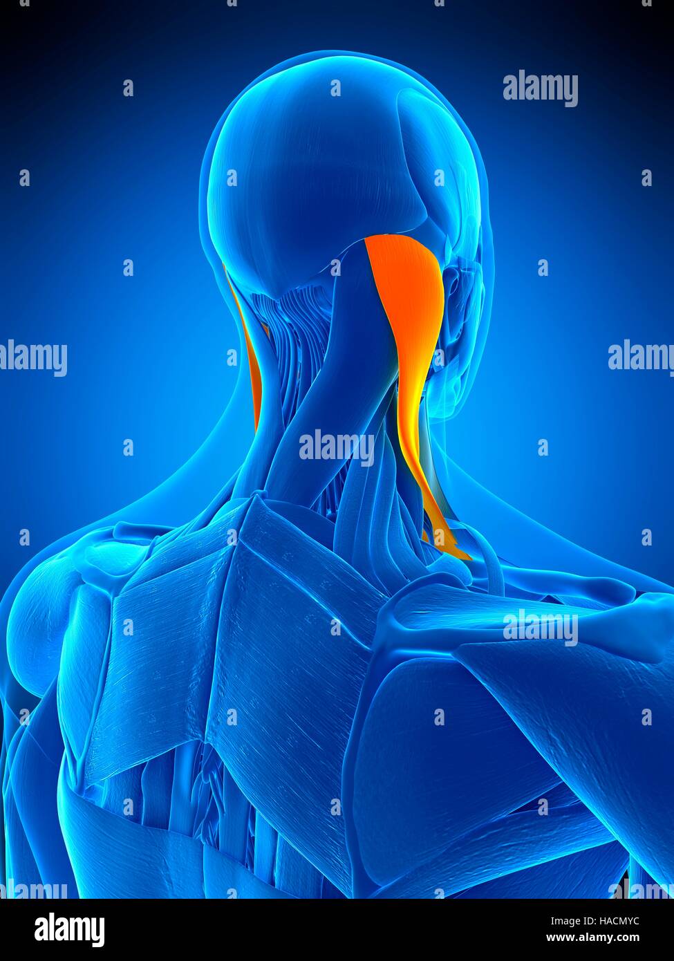 Illustration of the sternocleidomastoid muscle Stock Photo Alamy