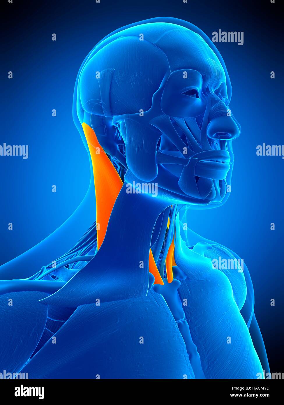 Illustration of the sternocleidomastoid muscle Stock Photo Alamy