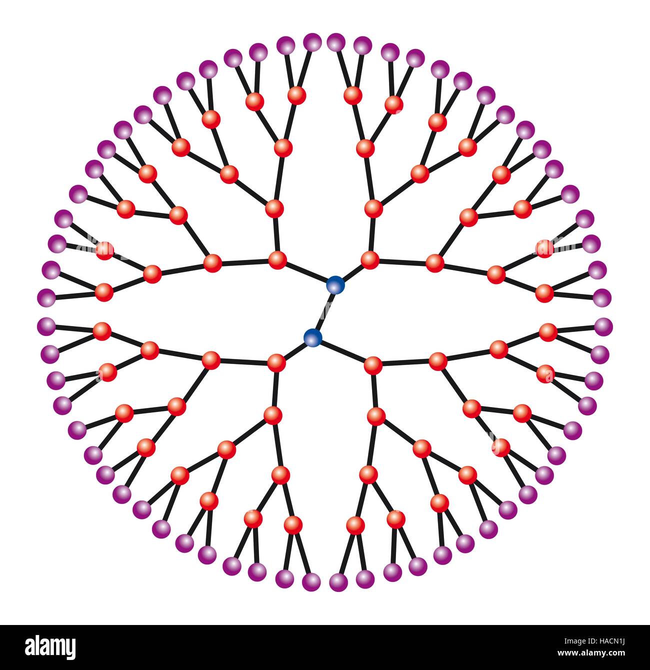 Dendrimer, illustration of the molecular structure. Dendrimers are artificially created branched polymers and subbranches along a central backbone of carbon atoms, usually extending from a central atom or ring of atoms. Also called cascade molecule. Due to the high degree of molecular customisation during synthesis, they may one day be used for a variety of applications, such as nanotechnology, drug delivery systems, nanoscale batteries, lubricants, catalysts and herbicides. Stock Photo