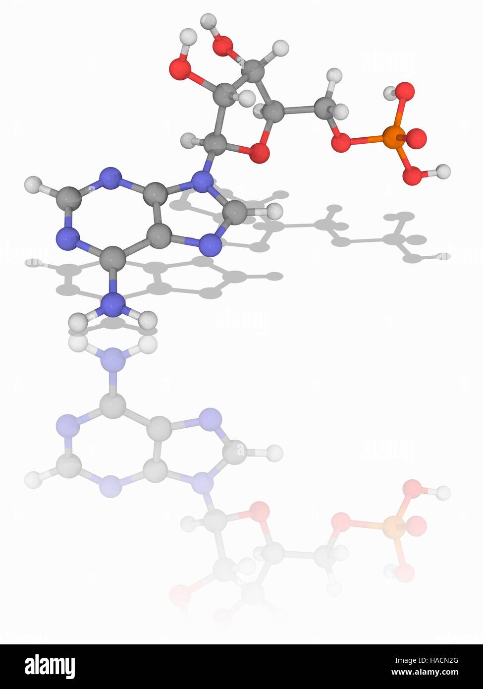 Adenosine monophosphate. Molecular model of the nucleic acid subunit adenosine monophosphate (AMP, C10.H14.N5.O7.P). This nucleotide occurs in ribonucleic acid (RNA), and is formed of a phosphate group, the sugar ribose, and the nucleobase adenine. Atoms are represented as spheres and are colour-coded: carbon (grey), hydrogen (white), nitrogen (blue), oxygen (red) and phosphorus (orange). Illustration. Stock Photo