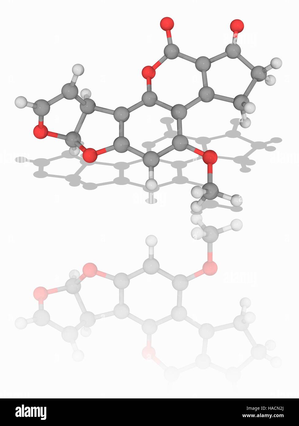 Aflatoxin B1. Molecular model of the mycotoxin aflatoxin B1 (C17.H12.O6), produced by the fungus Aspergillus flavus. This chemical is extremely carcinogenic (cancer-causing). Atoms are represented as spheres and are colour-coded: carbon (grey), hydrogen (white) and oxygen (red). Illustration. Stock Photo