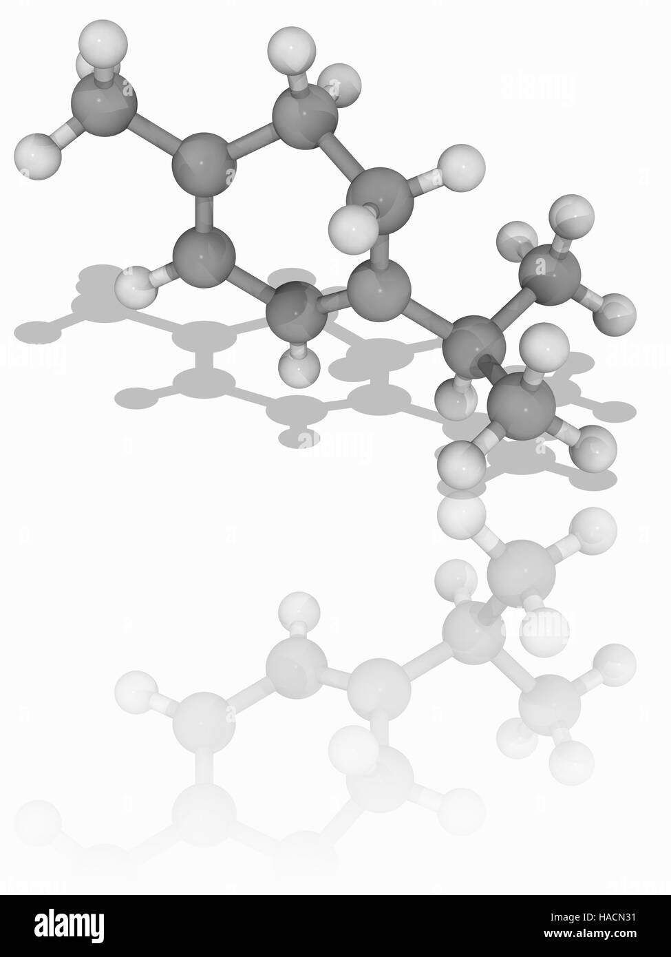 alpha-Terpinene. Molecular model of the cyclic monoterpene compound alpha-terpinene (C10.H16). This is classified as a hydrocarbon of a type known as a terpene. It is found in cardamom and marjoram oils. Atoms are represented as spheres and are colour-coded: carbon (grey) and hydrogen (white). Illustration. Stock Photo