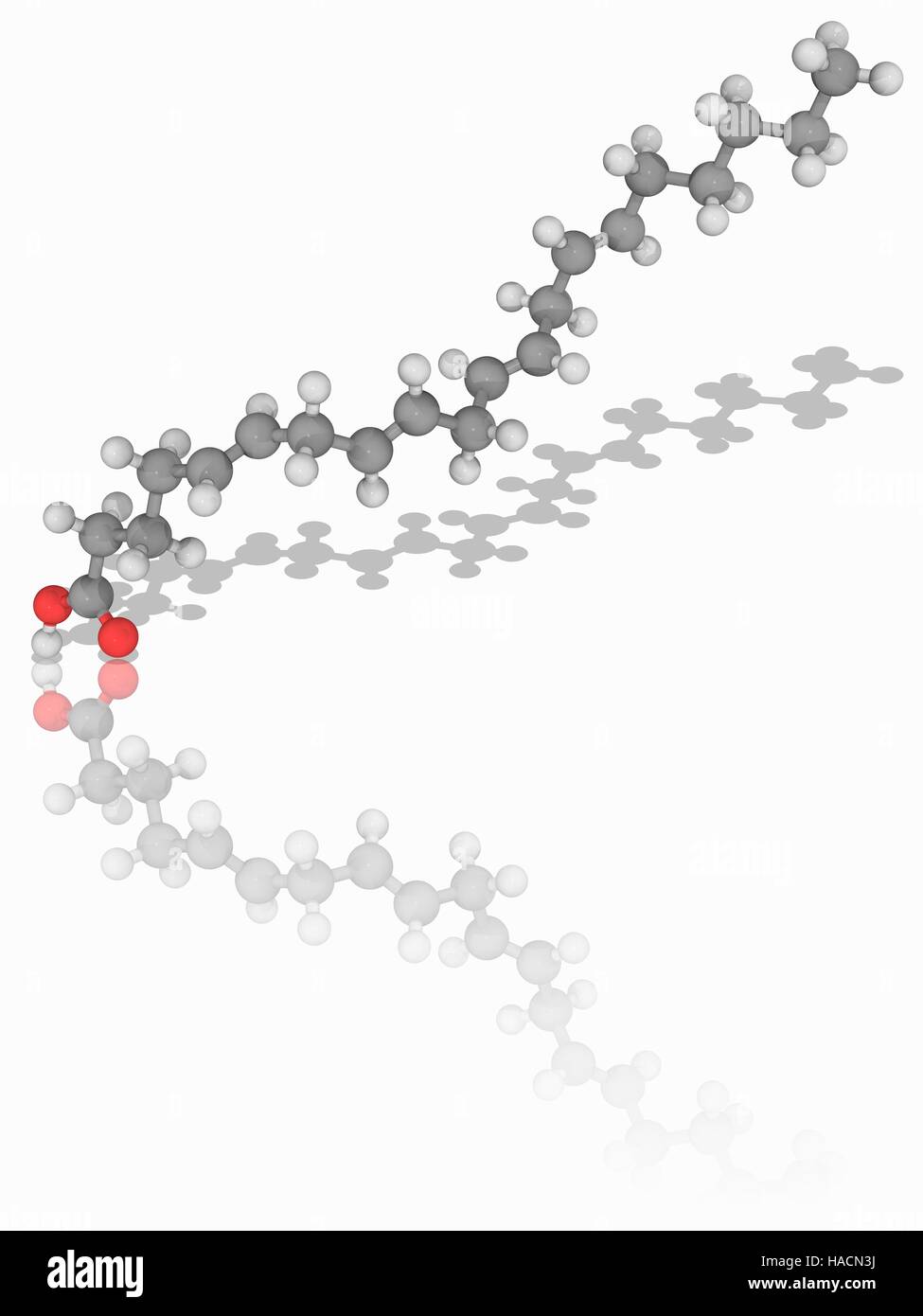 Arachidonic acid. Molecular model of the polyunsaturated omega-6 fatty acid known as arachidonic acid (C20.H32.O2). This chemical is found in the membranes of the body's cells. Atoms are represented as spheres and are colour-coded: carbon (grey), hydrogen (white) and oxygen (red). Illustration. Stock Photo