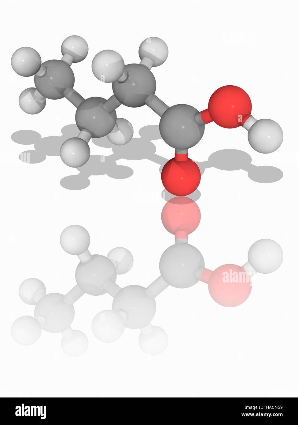 Butyric acid. Molecular model of the carboxylic acid and fatty acid