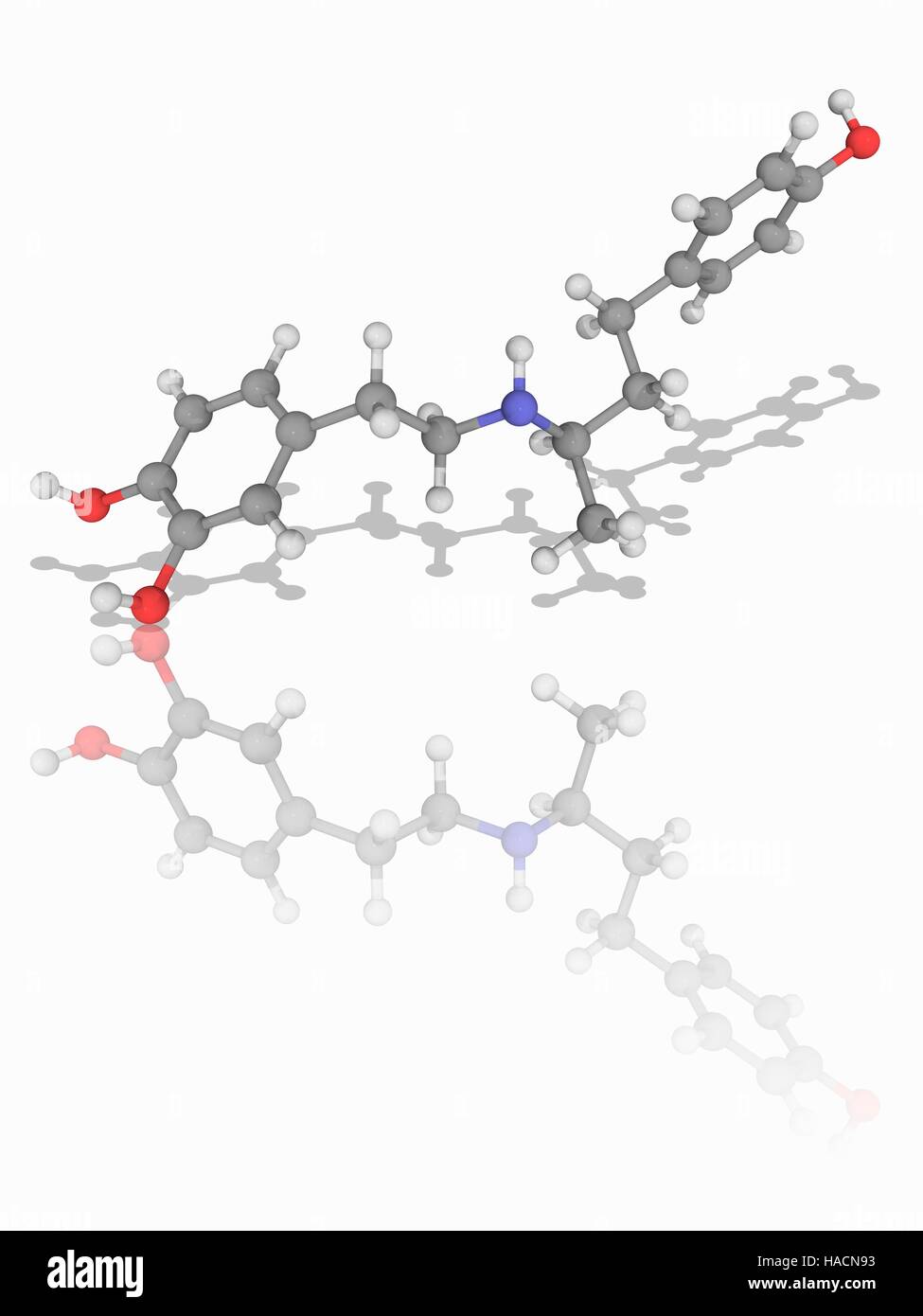 Dobutamine. Molecular model of the sympathomimetic drug dobutamine (C18.H23.N.O3), used in the treatment of heart failure and cardiogenic shock. Atoms are represented as spheres and are colour-coded: carbon (grey), hydrogen (white), nitrogen (blue) and oxygen (red). Illustration. Stock Photo