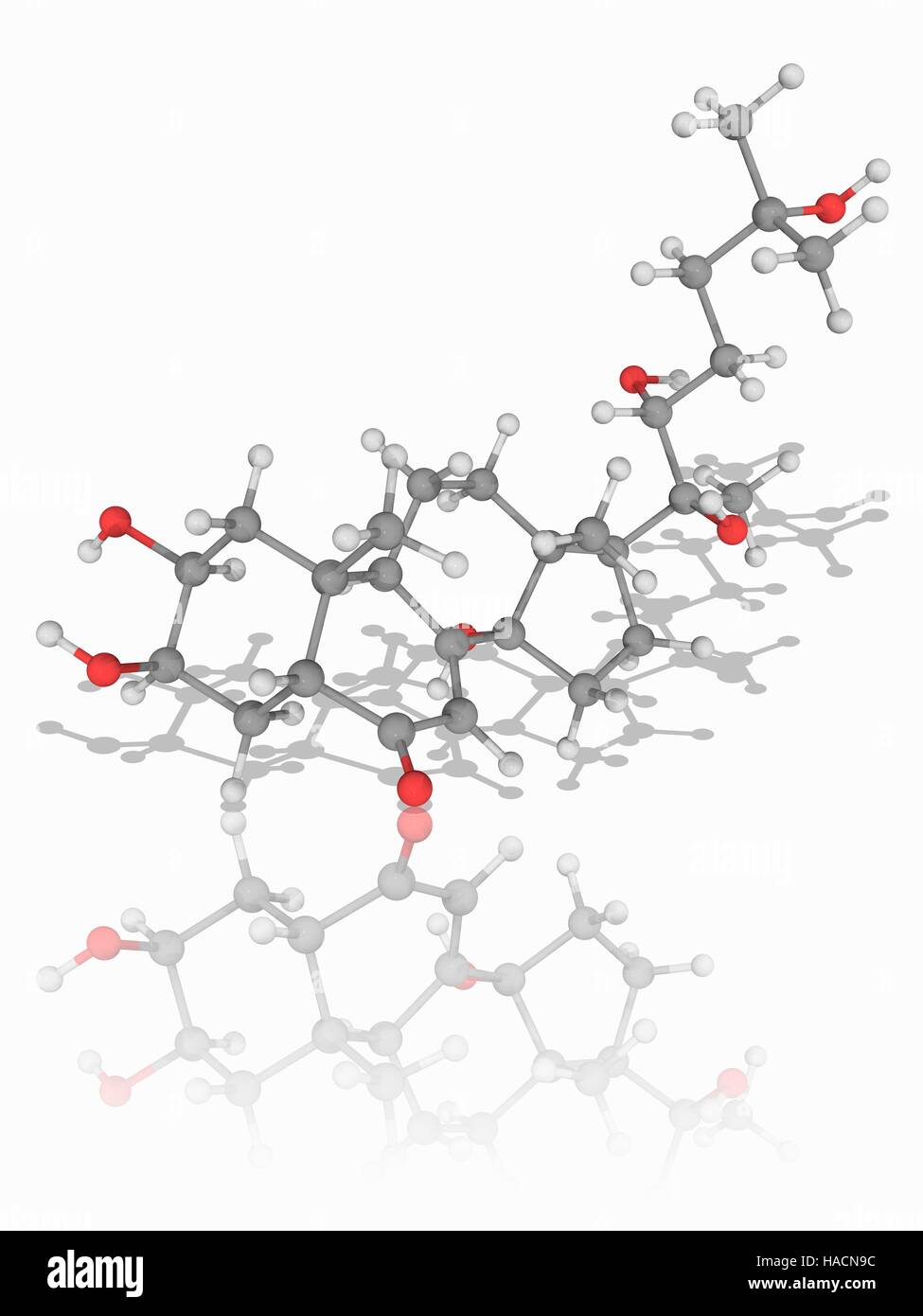 Ecdysterone. Molecular model of the steroidal insect moulting-hormone ecdysterone (C27.H44.O7). This chemical, also known as 20-hydroxyecdysone (20E), controls the ecdysis (moulting) and metamorphosis of arthropods. Atoms are represented as spheres and are colour-coded: carbon (grey), hydrogen (white) and oxygen (red). Illustration. Stock Photo