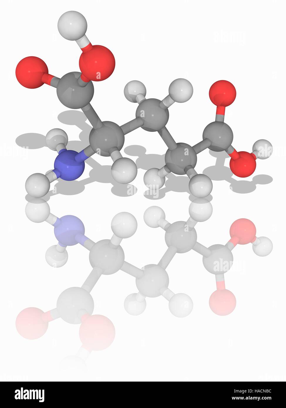 Glutamic acid. Molecular model of the nonessential amino acid glutamic