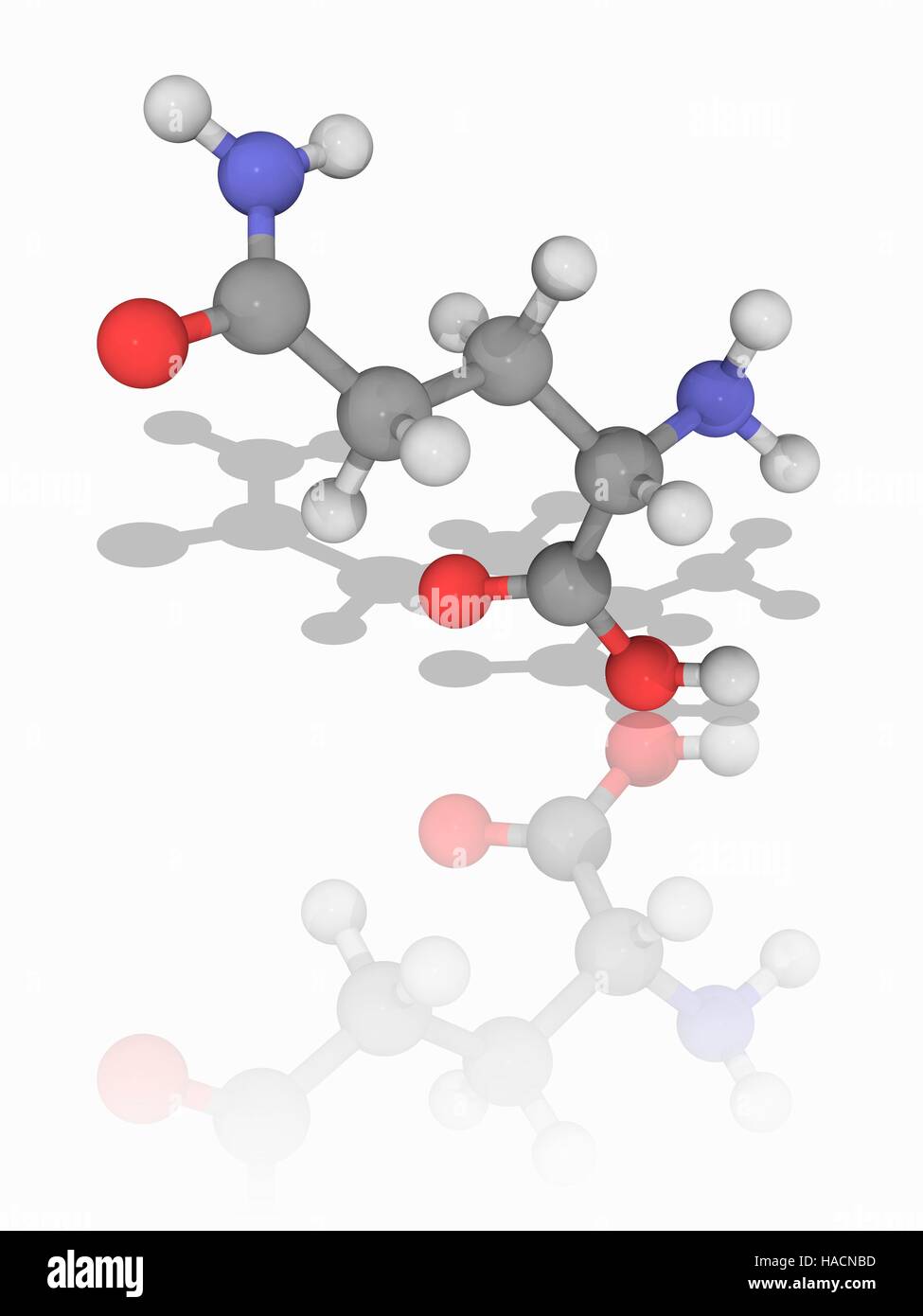 Glutamine. Molecular model of the amino acid glutamine (C5.H10.N2.O3