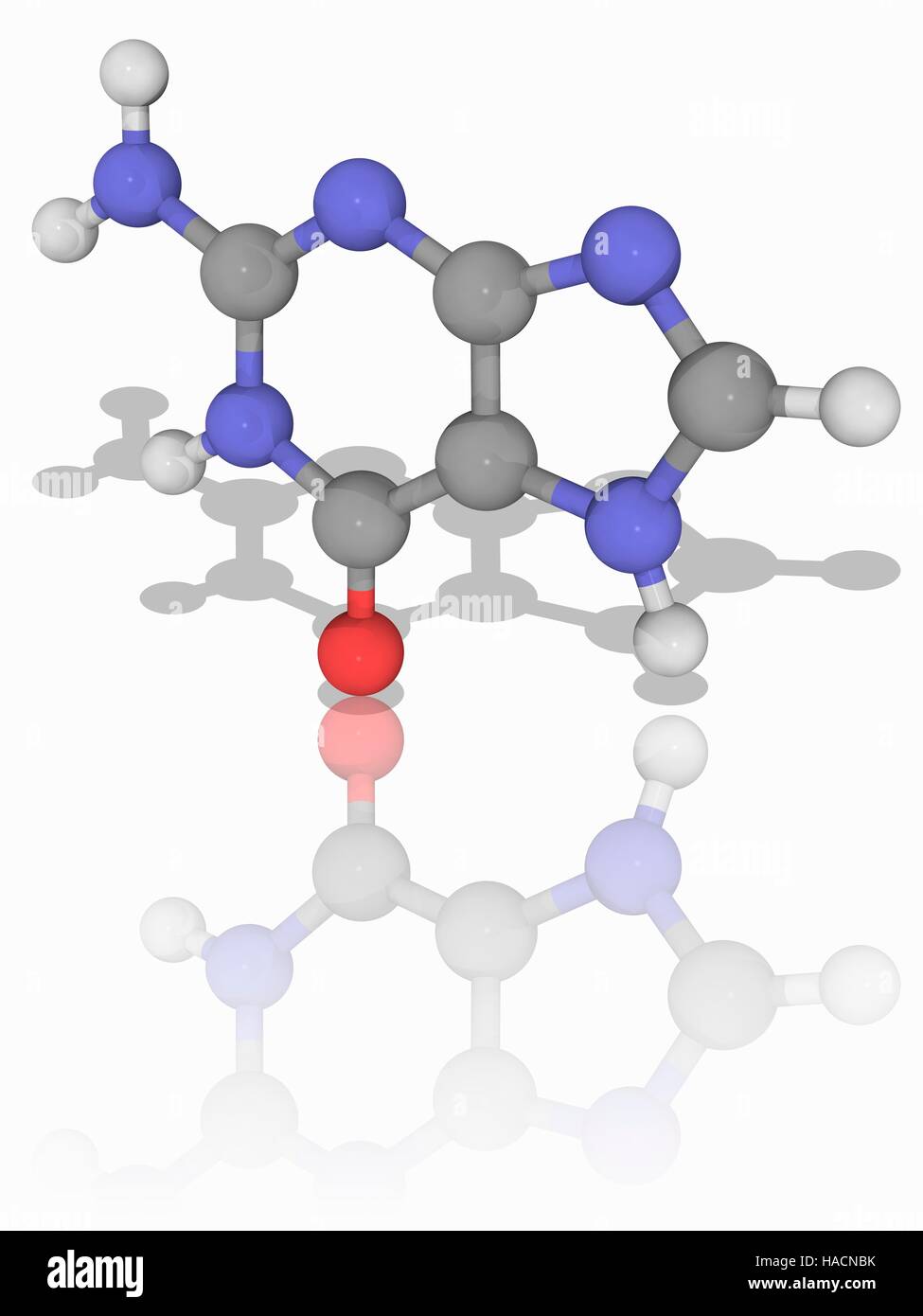 Guanine. Molecular model of the nucleobase guanine (C5.H5.N5.O). This is  one of the bases found in the genetic molecules DNA (deoxyribonucleic acid)  and RNA (ribonucleic acid), where it is paired with cytosine., image size:975x1390