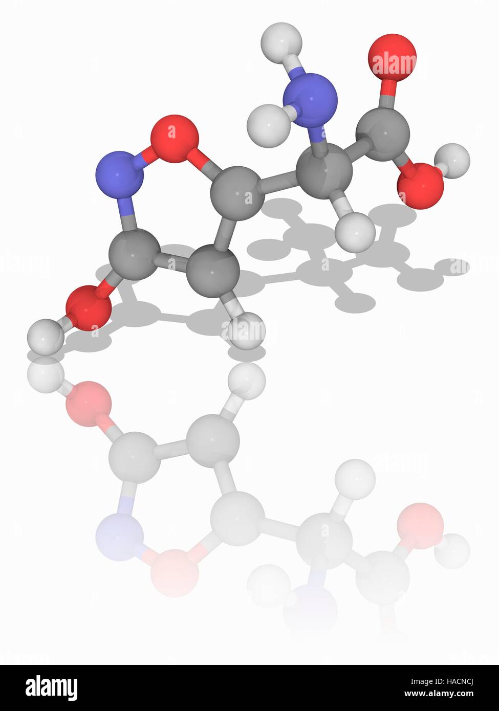 Ibotenic acid hi-res stock photography and images - Alamy