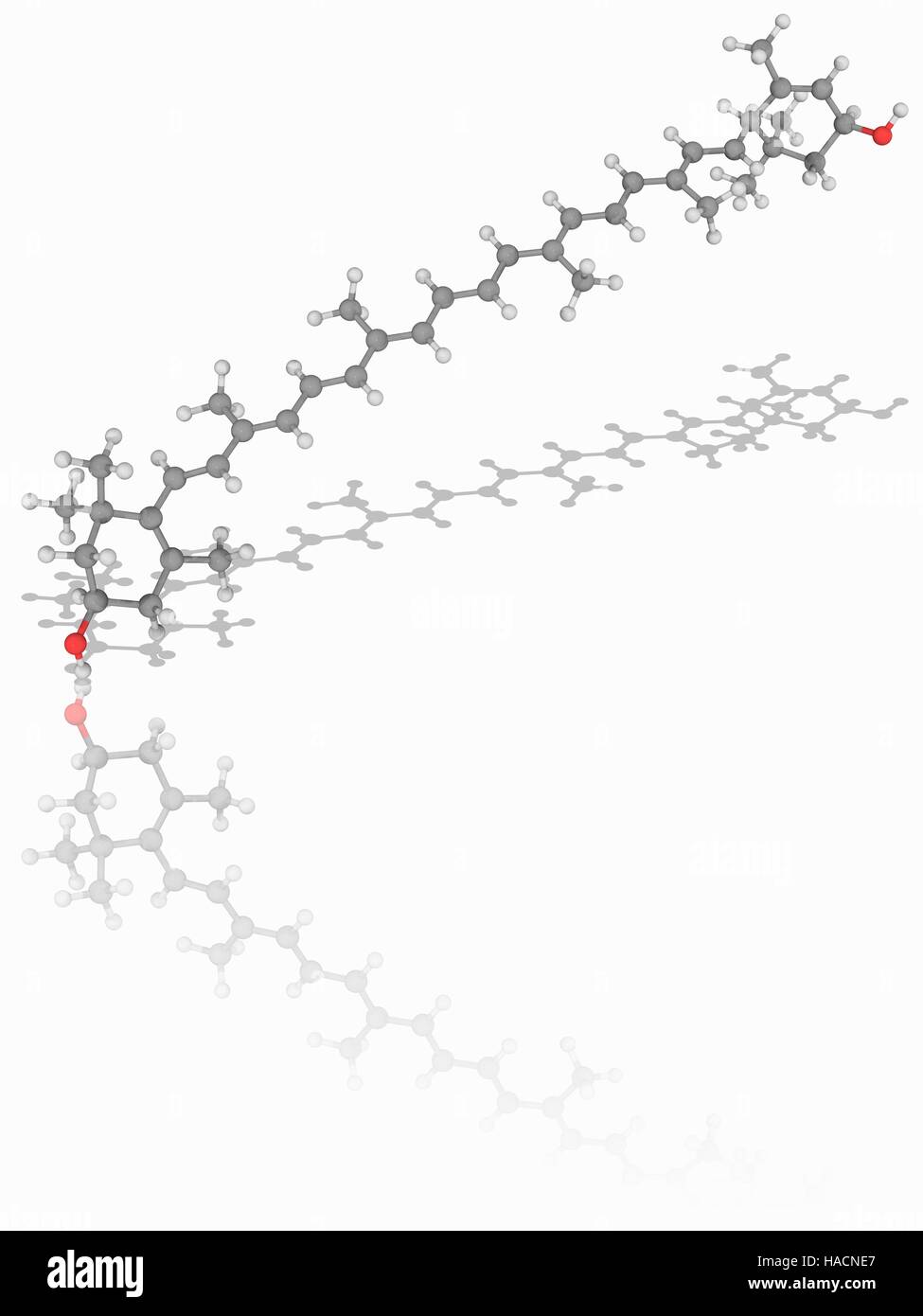 Lutein. Molecular model of the naturally occurring carotenoid lutein (C40.H56.O2). This chemical, found in green leafy vegetables, has been used as a natural colourant due to its orange-red colour. Atoms are represented as spheres and are colour-coded: carbon (grey), hydrogen (white) and oxygen (red). Illustration. Stock Photo