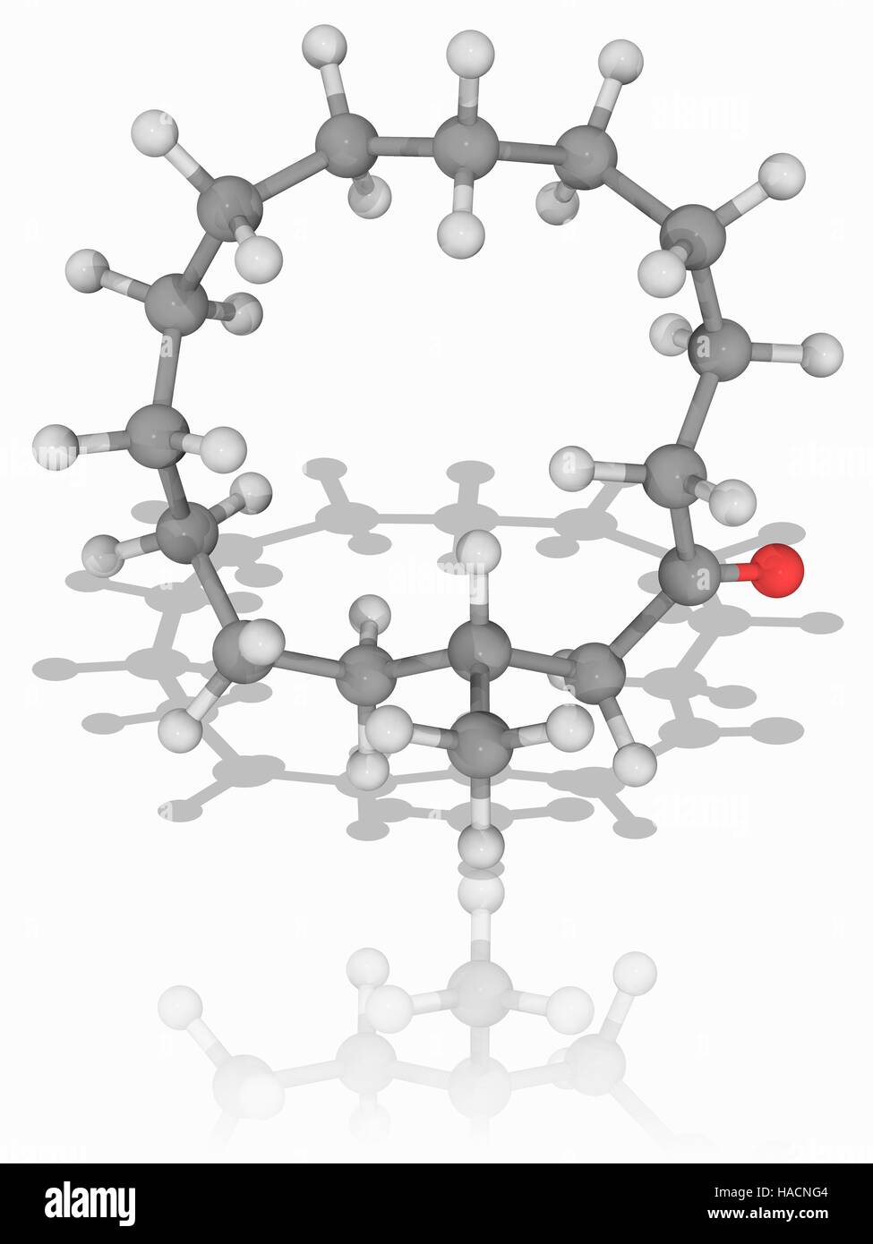 Muscone. Molecular model of the organic compound muscone (C16.H30.O), a macrocyclic ketone that is the primary cause of musk odour. Atoms are represented as spheres and are colour-coded: carbon (grey), hydrogen (white) and oxygen (red). Illustration. Stock Photo