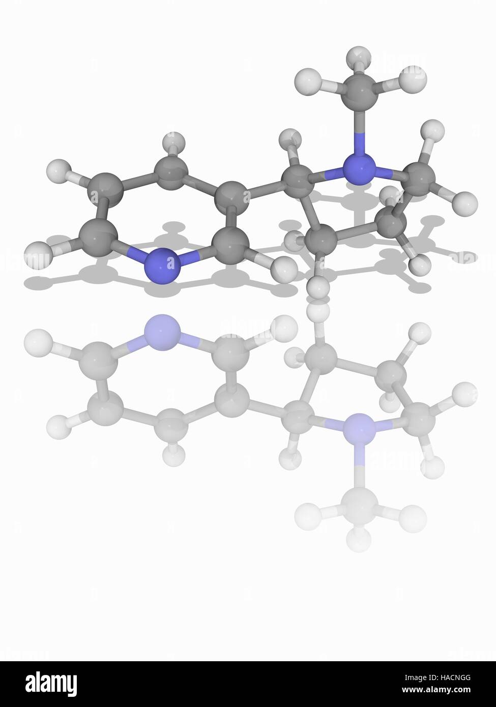 Nicotine. Molecular model of the alkaloid nicotine (C10.H14.N2), a stimulant drug found naturally in plants such as the tobacco plant (Nicotiana tabacum). Atoms are represented as spheres and are colour-coded: carbon (grey), hydrogen (white) and nitrogen (blue). Illustration. Stock Photo