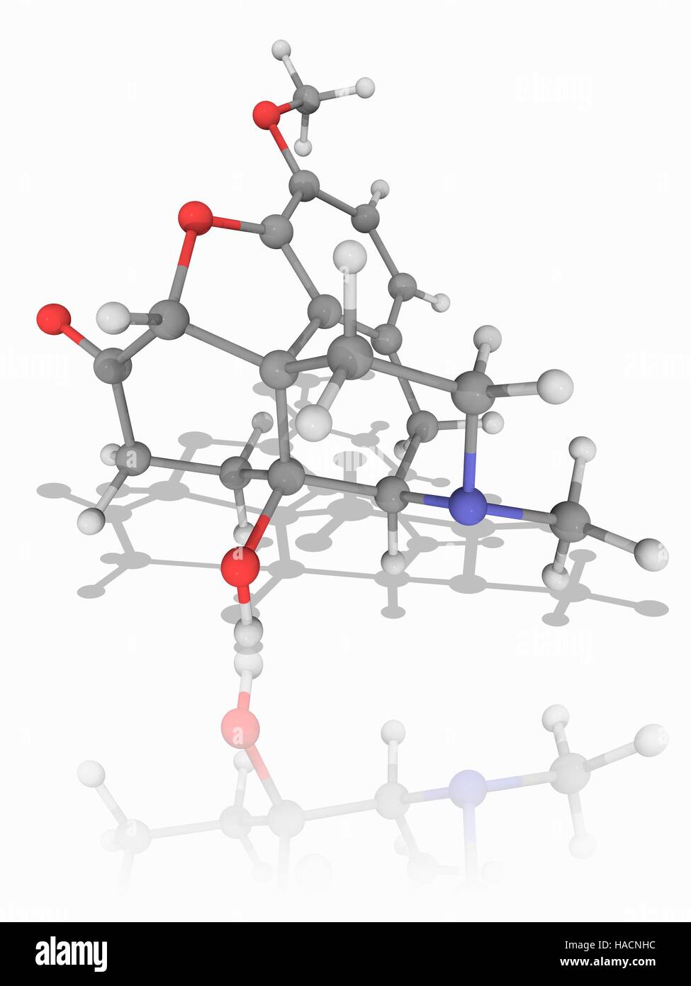 Oxycodone. Molecular model of the opioid analgesic drug oxycodone (C18.H21.N.O4), used to treat moderate to severe pain. Atoms are represented as spheres and are colour-coded: carbon (grey), hydrogen (white), nitrogen (blue) and oxygen (red). Illustration. Stock Photo