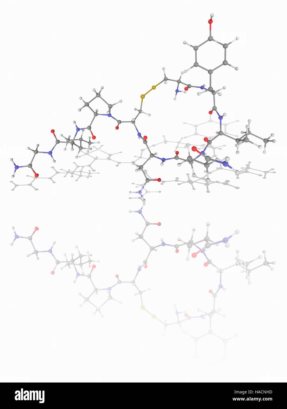 Oxytocin. Molecular model of the mammalian hormone oxytocin (C43.H66.N12.O12.S2), which acts as a neuromodulator in the brain. Atoms are represented as spheres and are colour-coded: carbon (grey), hydrogen (white), nitrogen (blue), oxygen (red) and sulphur (yellow). Illustration. Stock Photo