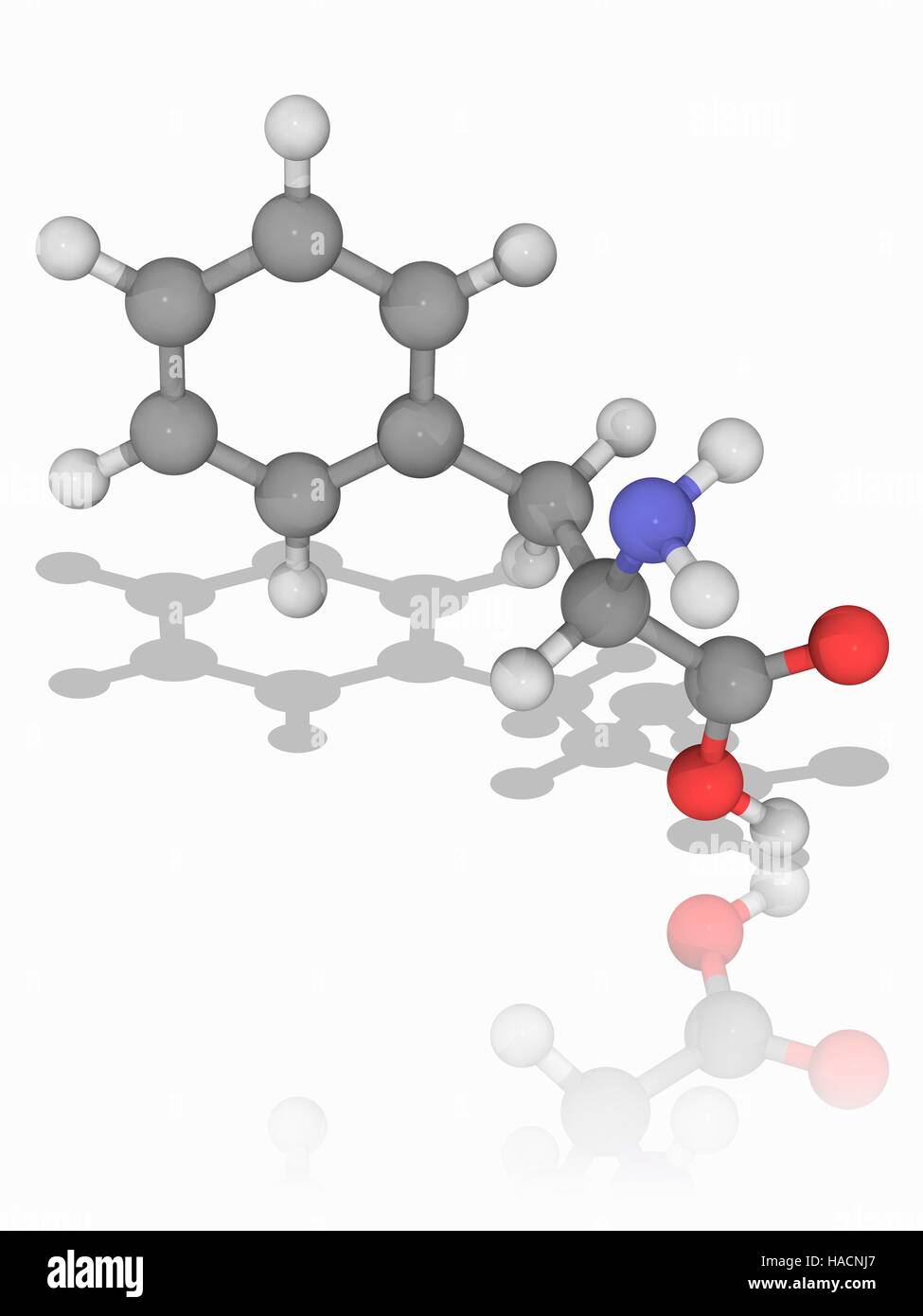 Phenylalanine. Molecular model of the essential alpha-amino acid phenylalanine (C9.H11.N.O2), one of the 20 common amino acids used to form proteins. Atoms are represented as spheres and are colour-coded: carbon (grey), hydrogen (white), nitrogen (blue) and oxygen (red). Illustration. Stock Photo