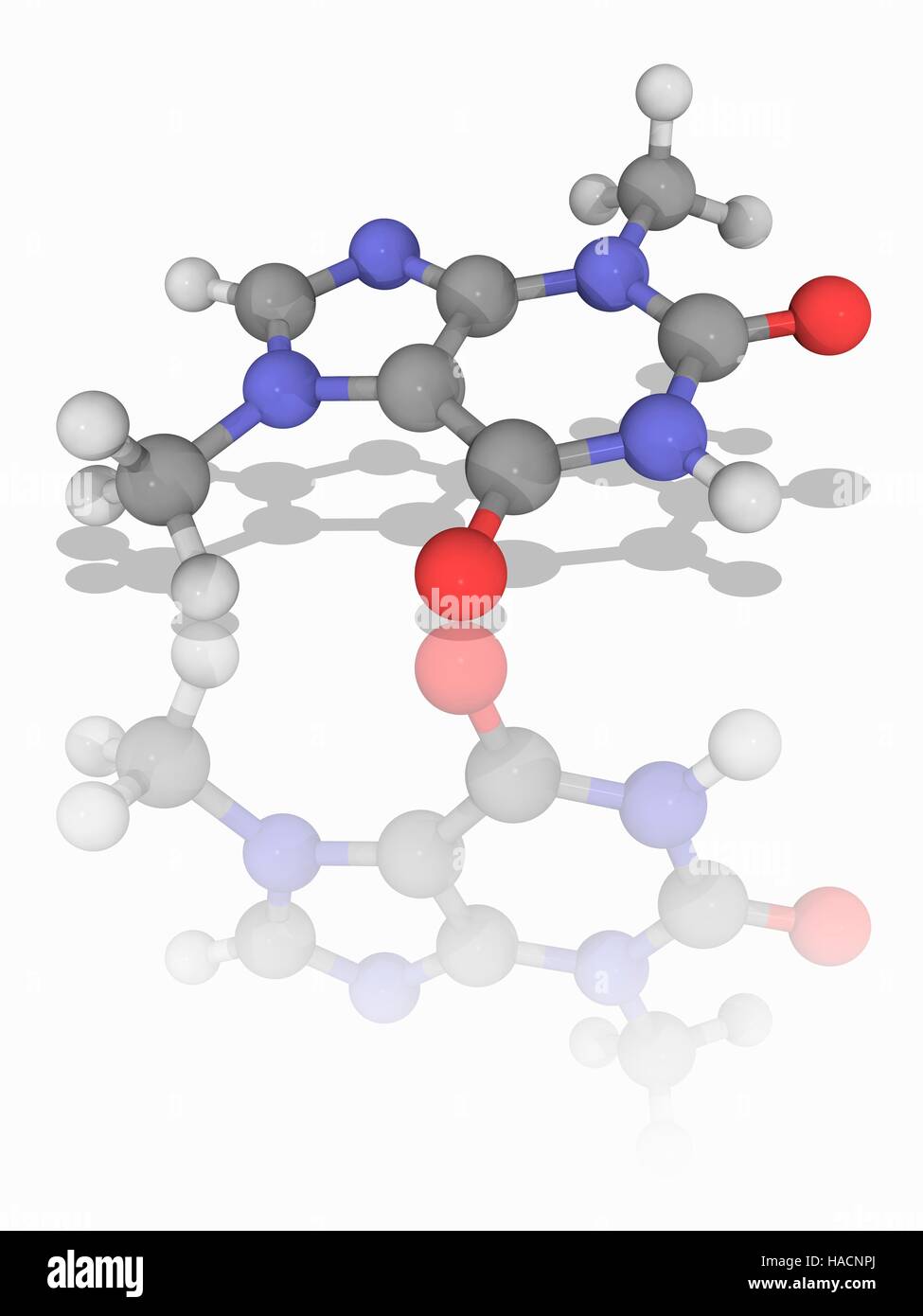 Theobromine. Molecular model of the bitter alkaloid chemical theobromine (C7.H8.N4.O2), found in the cacao plant and products made from that plant such as cocoa and chocolate. Atoms are represented as spheres and are colour-coded: carbon (grey), hydrogen (white), nitrogen (blue) and oxygen (red). Illustration. Stock Photo