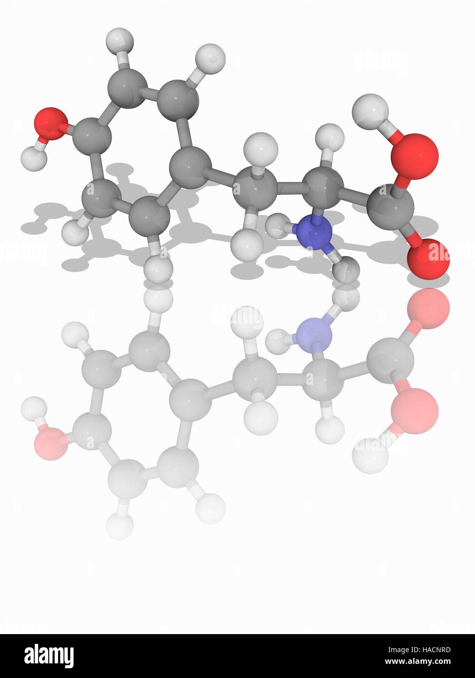 Tyrosine. Molecular model of the non-essential amino acid tyrosine (C9.H11.N.O3),  one of the 20 amino acids used to synthesize proteins (proteinogenic).  Atoms are represented as spheres and are colour-coded: carbon (grey),  hydrogen (