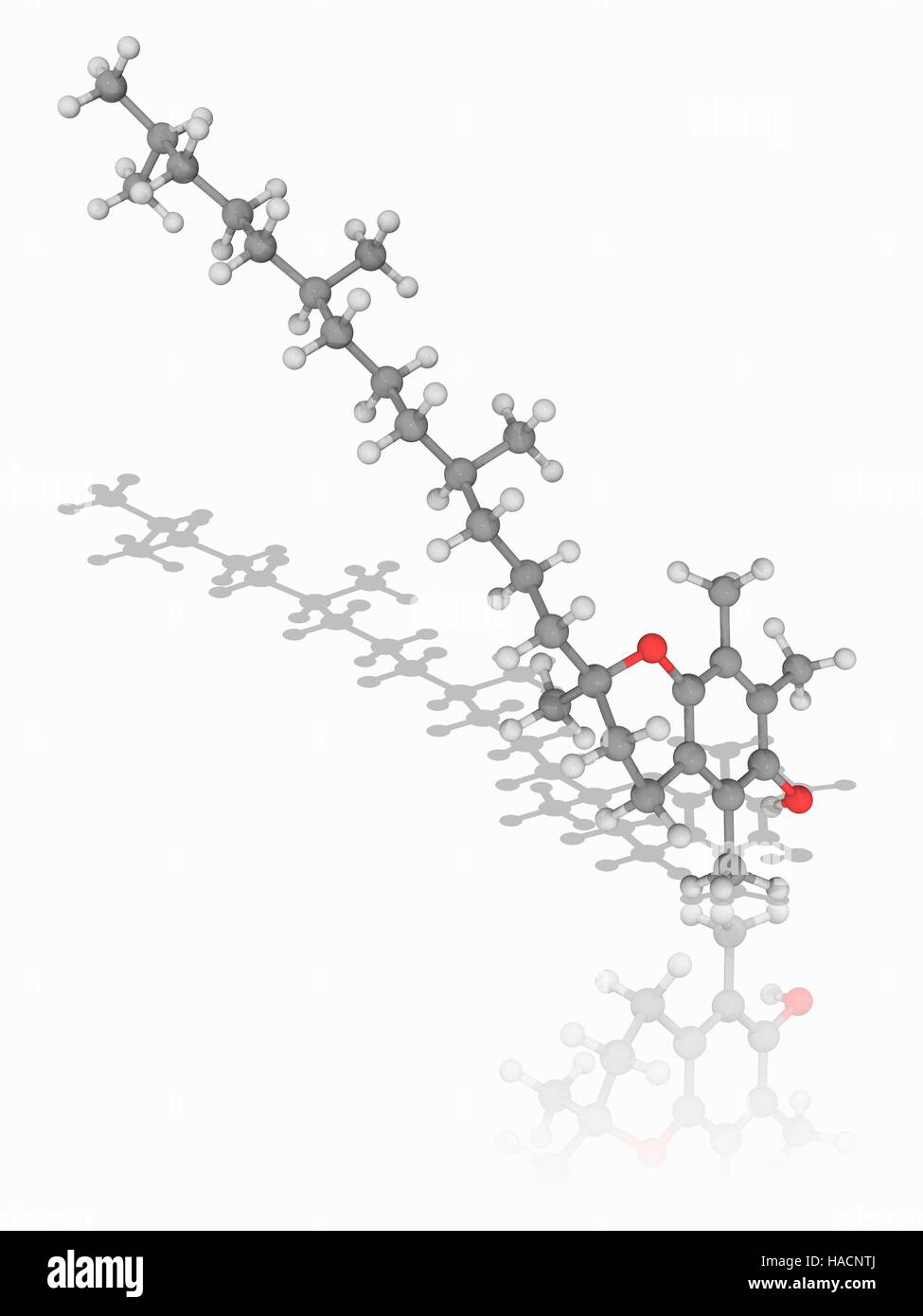Vitamin E. Molecular model of alpha-tocopherol (C29.H50.O2), the most biologically active form of vitamin E. Deficiency of this vitamin leads to neuromuscular problems. Atoms are represented as spheres and are colour-coded: carbon (grey), hydrogen (white) and oxygen (red). Illustration. Stock Photo