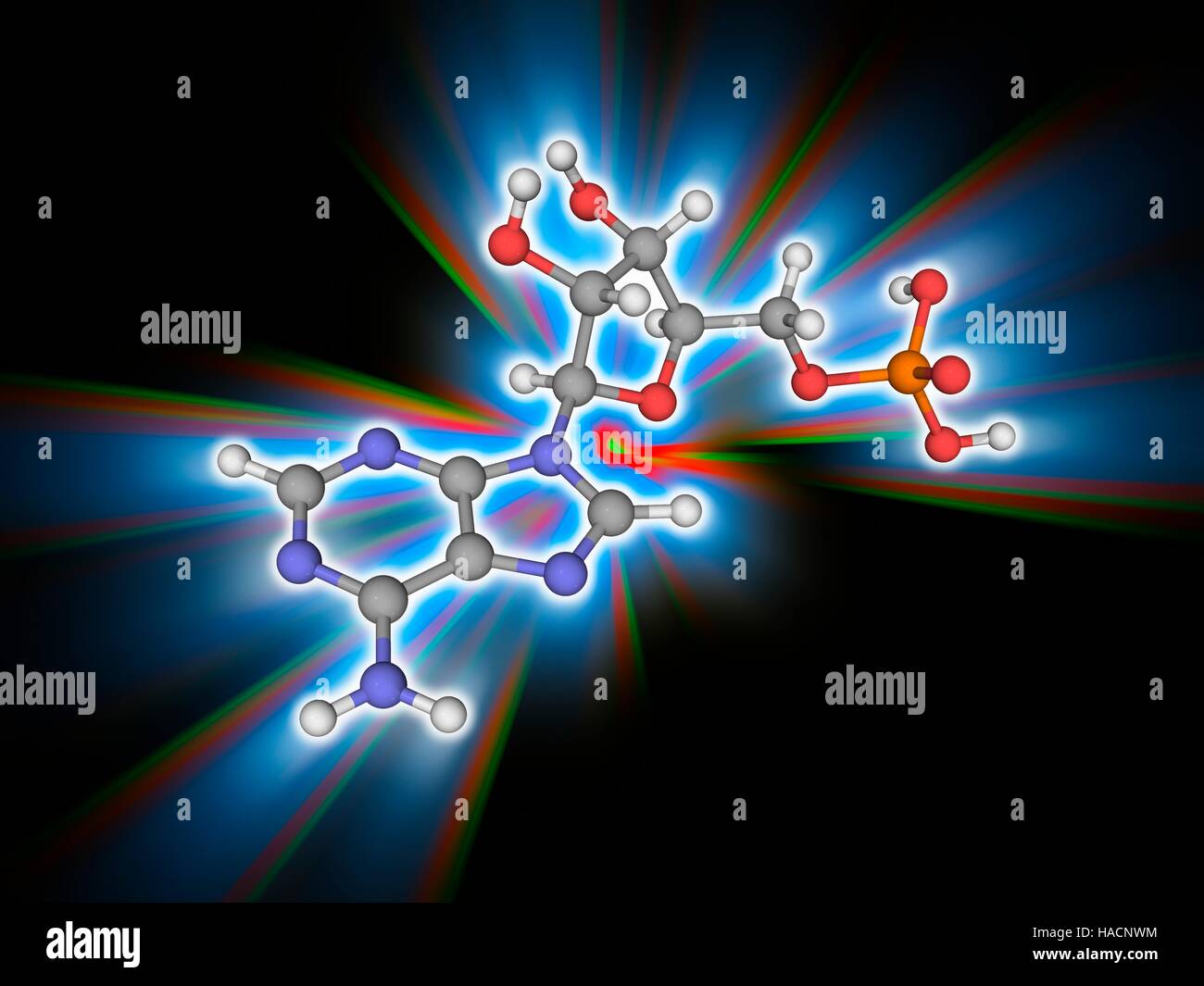 Adenosine monophosphate. Molecular model of the nucleic acid subunit