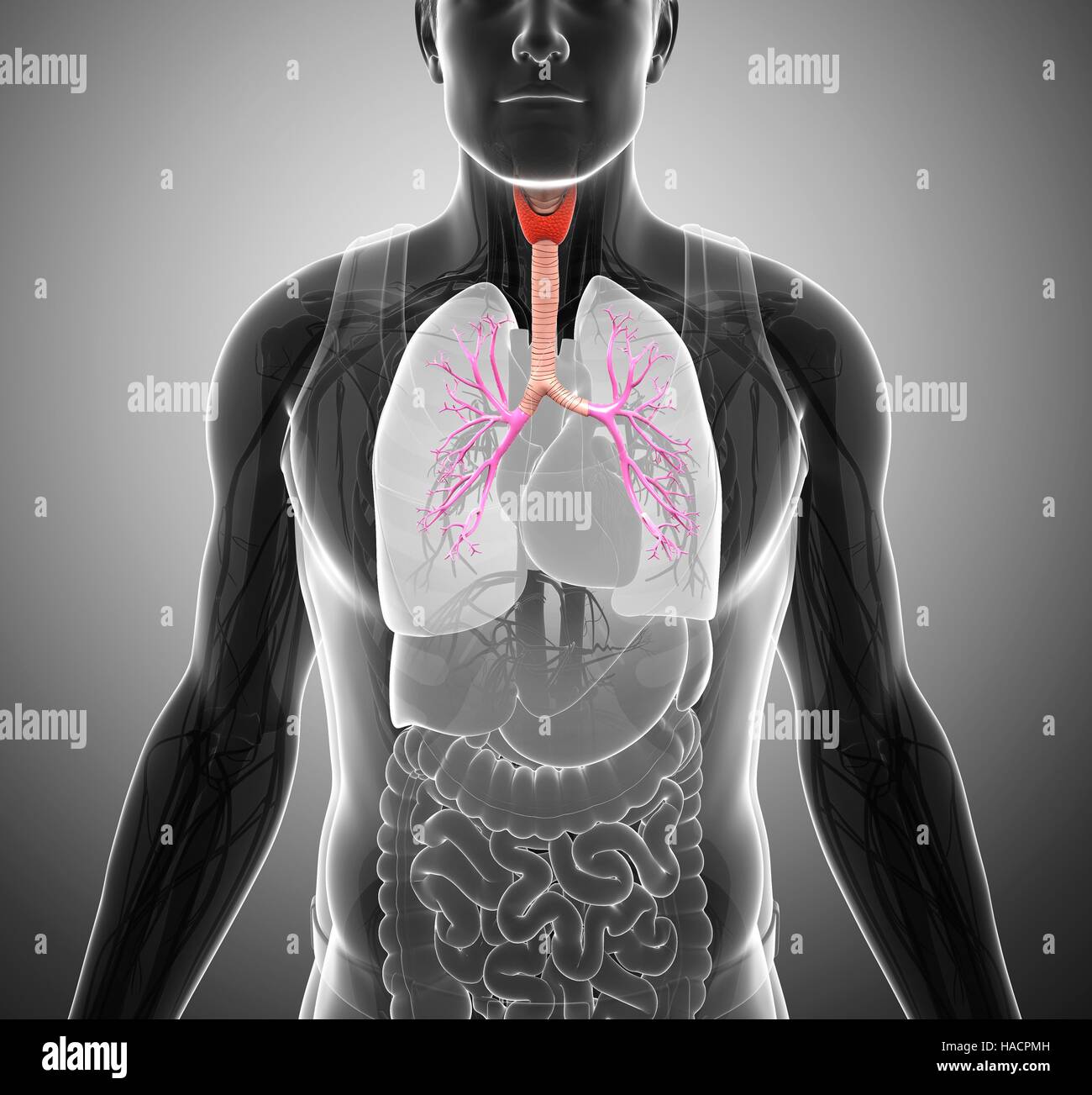 Illustration of trachea and bronchi Stock Photo Alamy