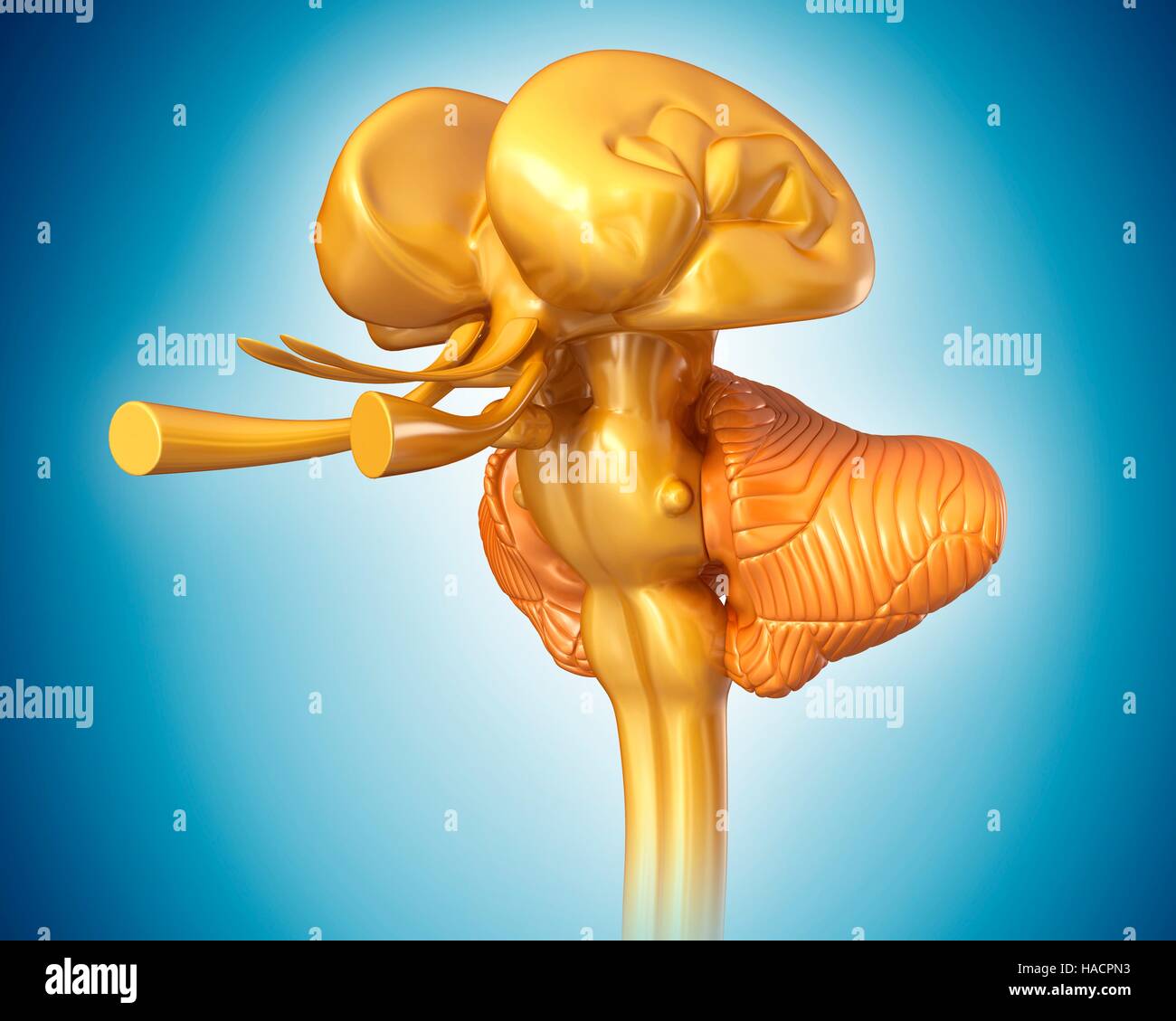 Illustration of human midbrain anatomy Stock Photo Biology Diagrams