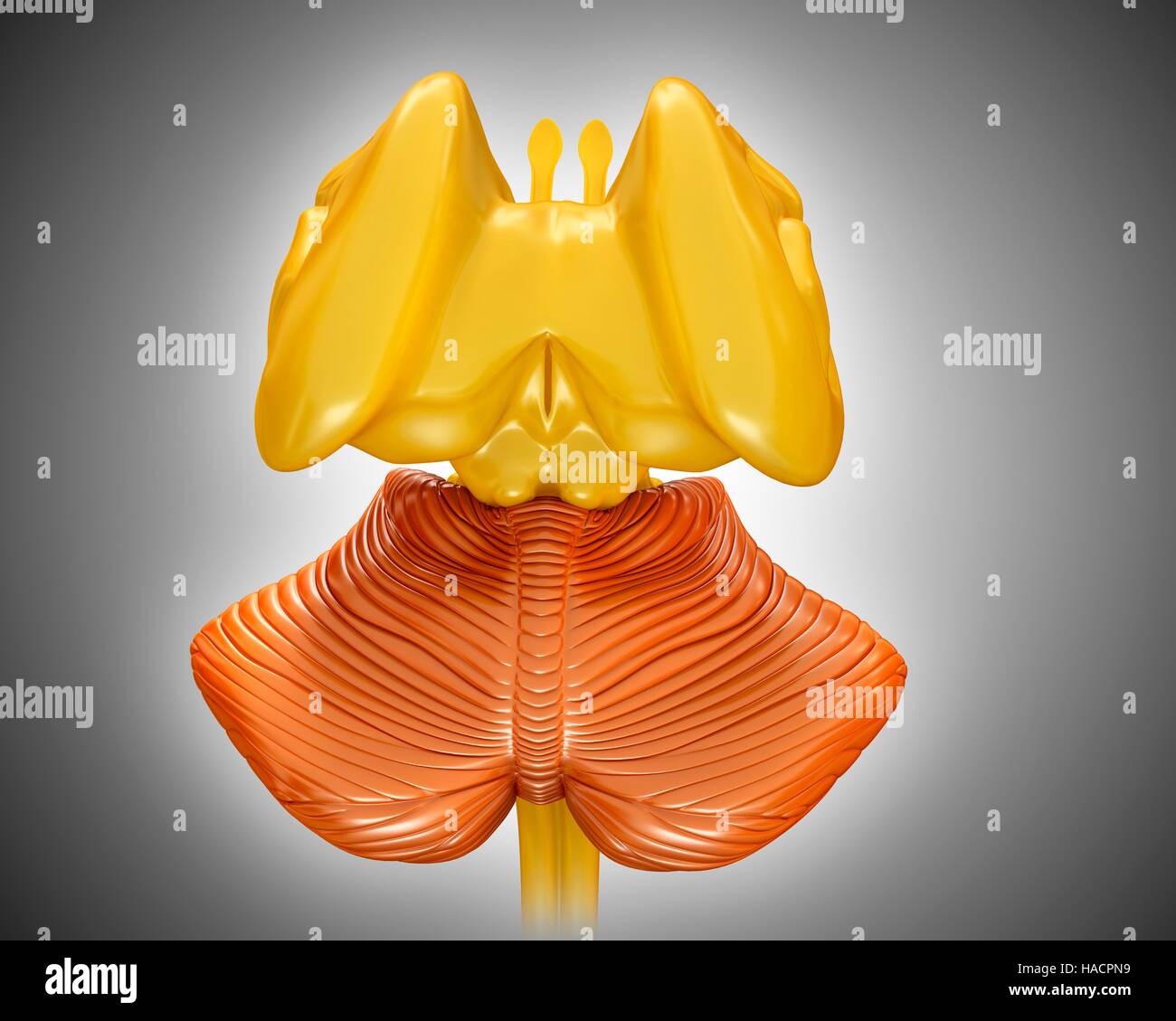 Illustration of human midbrain anatomy Stock Photo Biology Diagrams