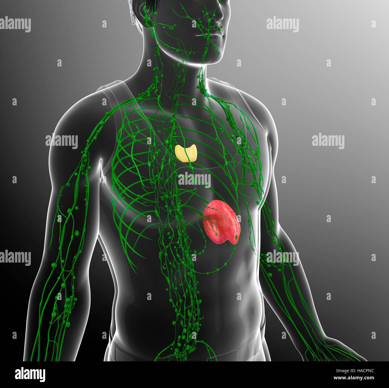 Illustration Of Male Lymphatic System Stock Photo Alamy
