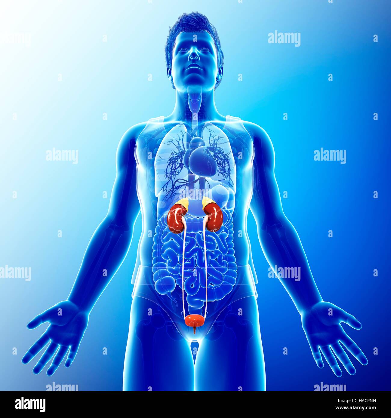 Illustration of male urinary system Stock Photo - Alamy