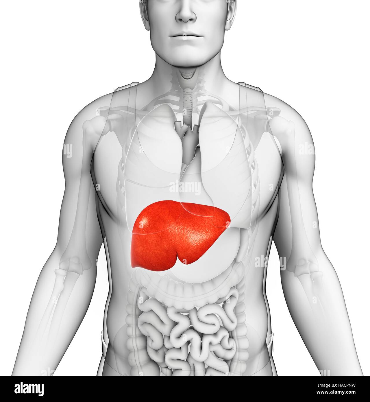 Illustration of male liver Stock Photo - Alamy