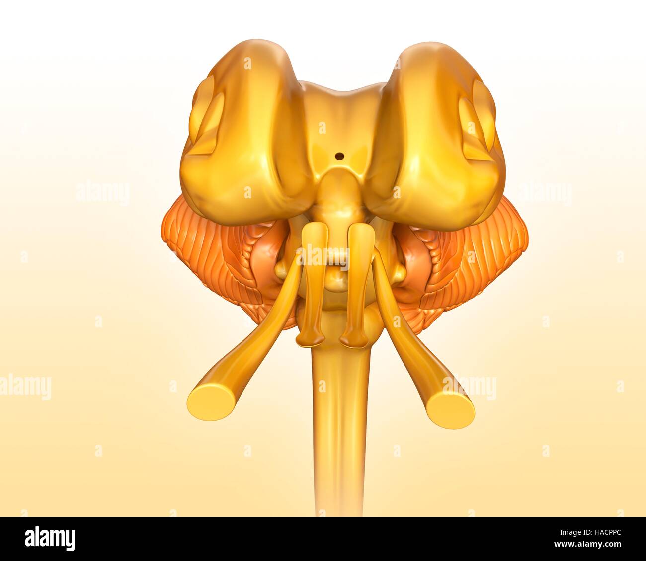 Illustration of human midbrain anatomy Stock Photo Biology Diagrams