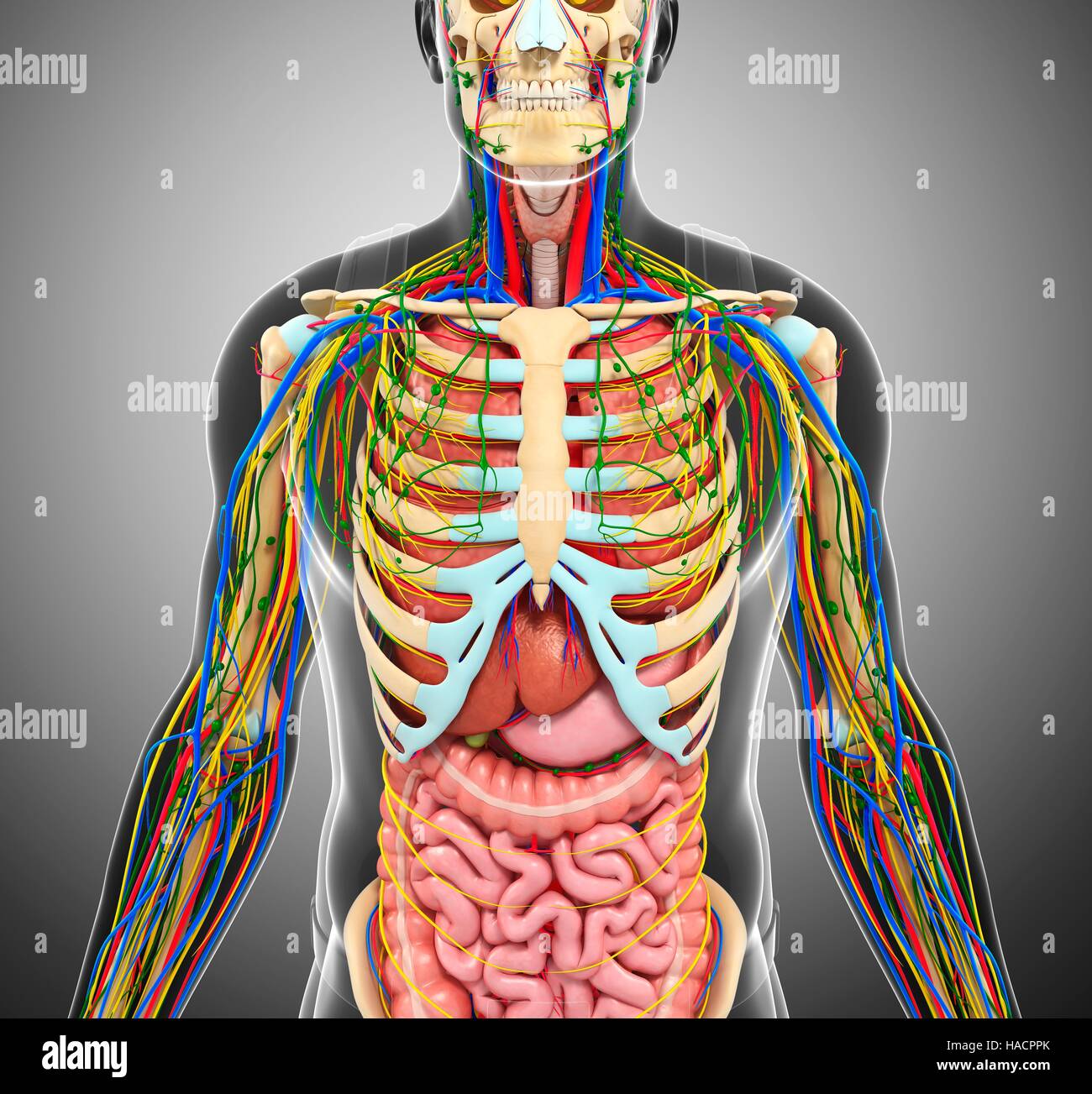 Illustration of human anatomy Stock Photo Biology Diagrams