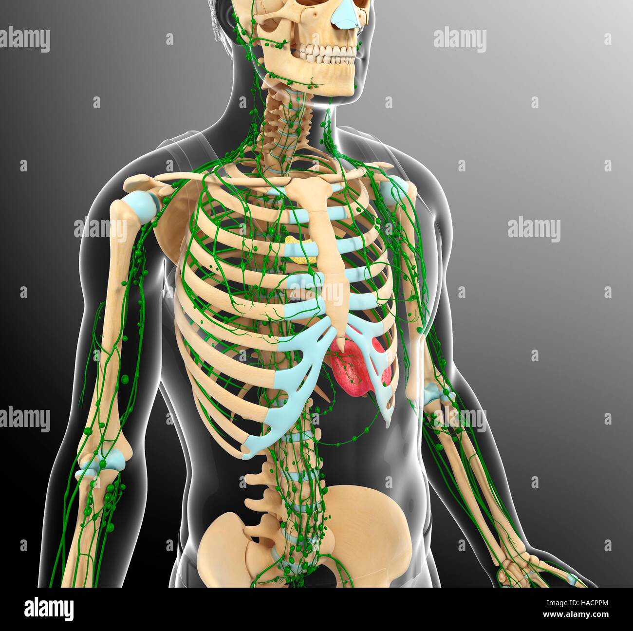Illustration of human skeletal and lymphatic systems Stock Photo - Alamy