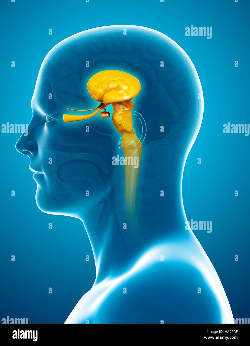 Illustration of human midbrain anatomy Stock Photo Biology Diagrams