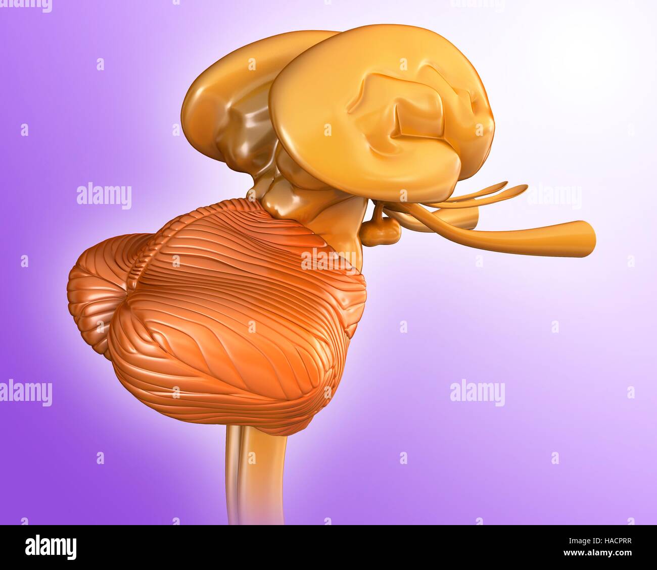 Illustration of human midbrain anatomy Stock Photo Biology Diagrams