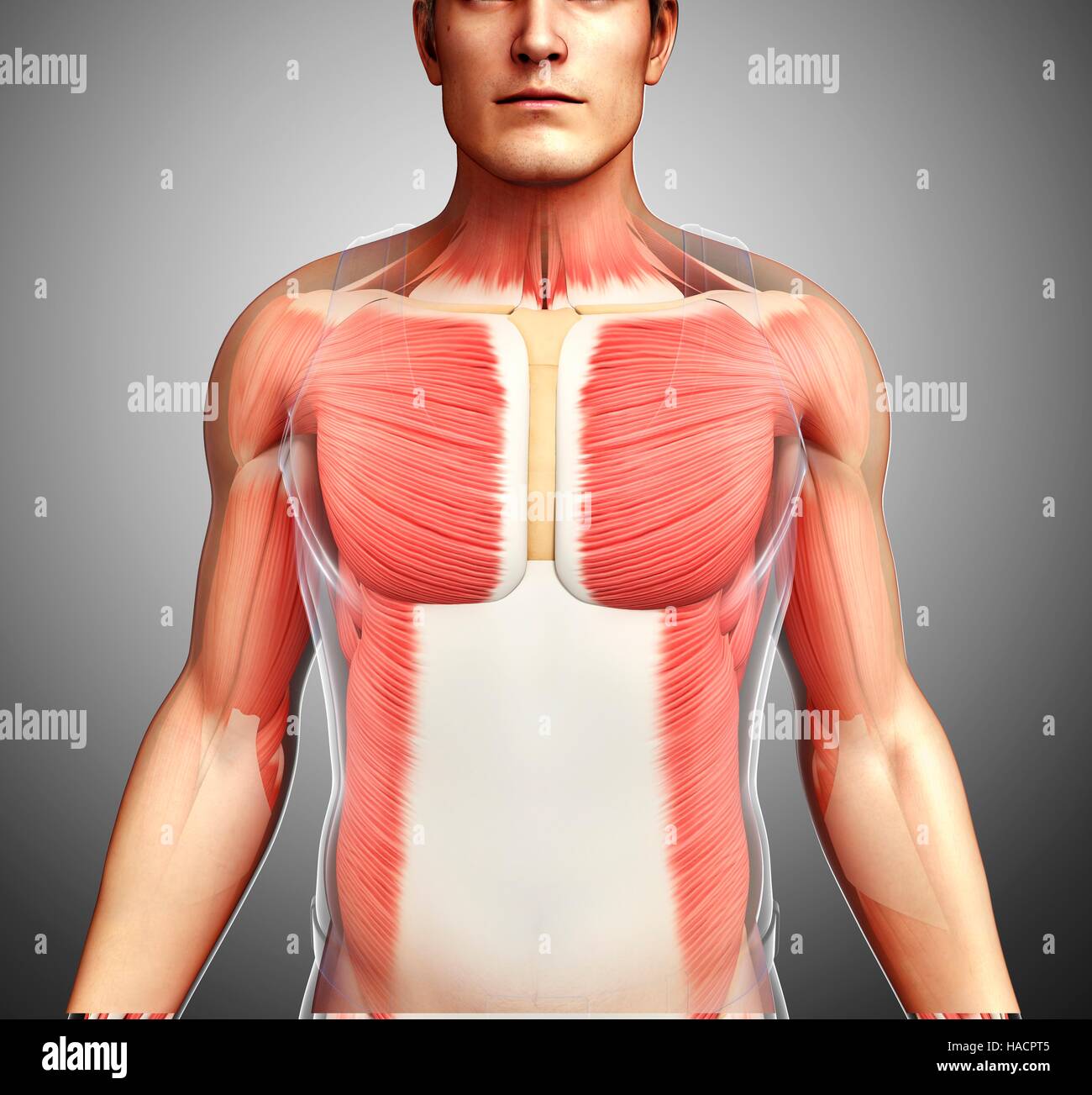 Illustration of male musculature Stock Photo - Alamy