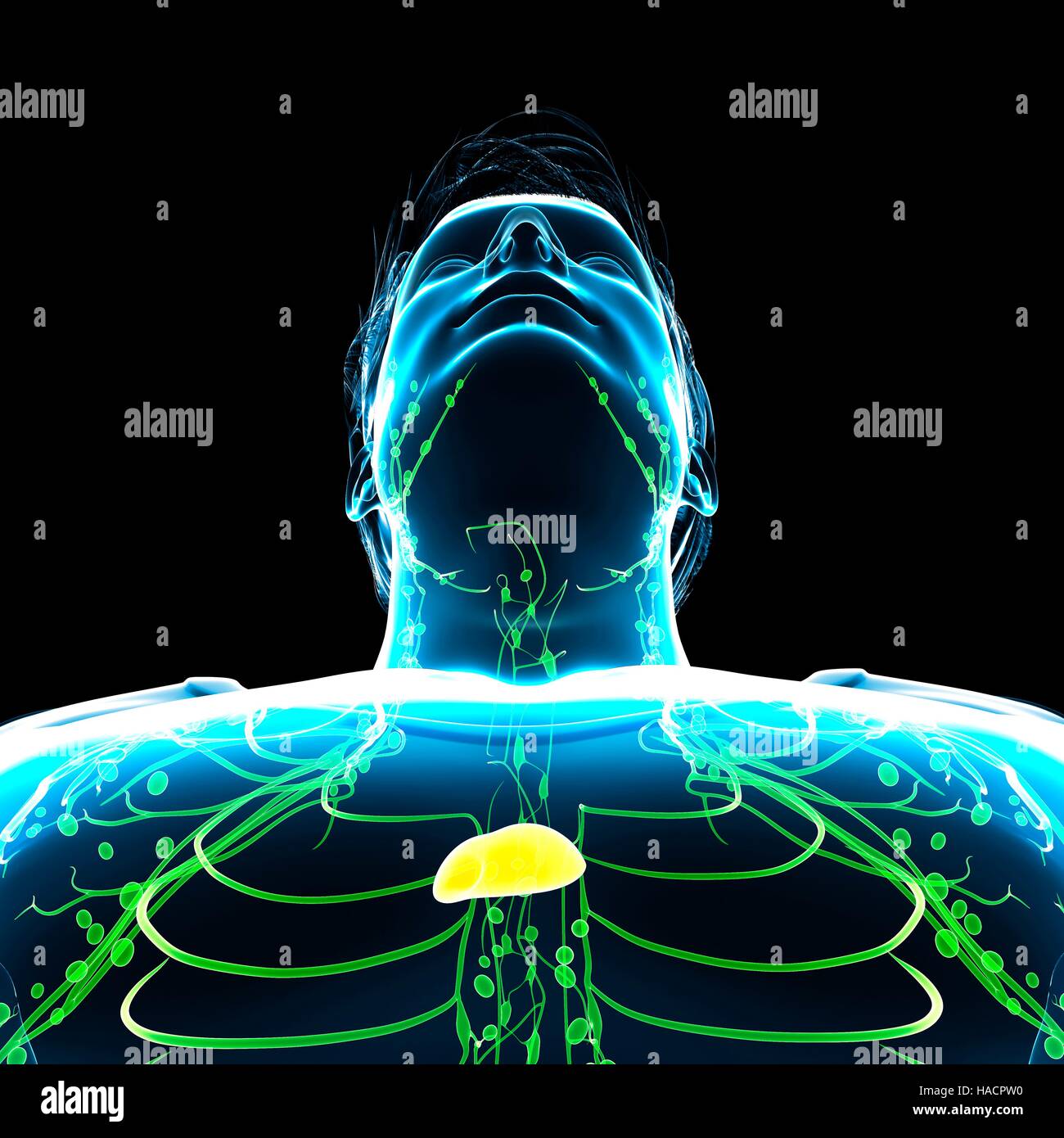 Lymphatic system anatomy hi-res stock photography and images - Alamy
