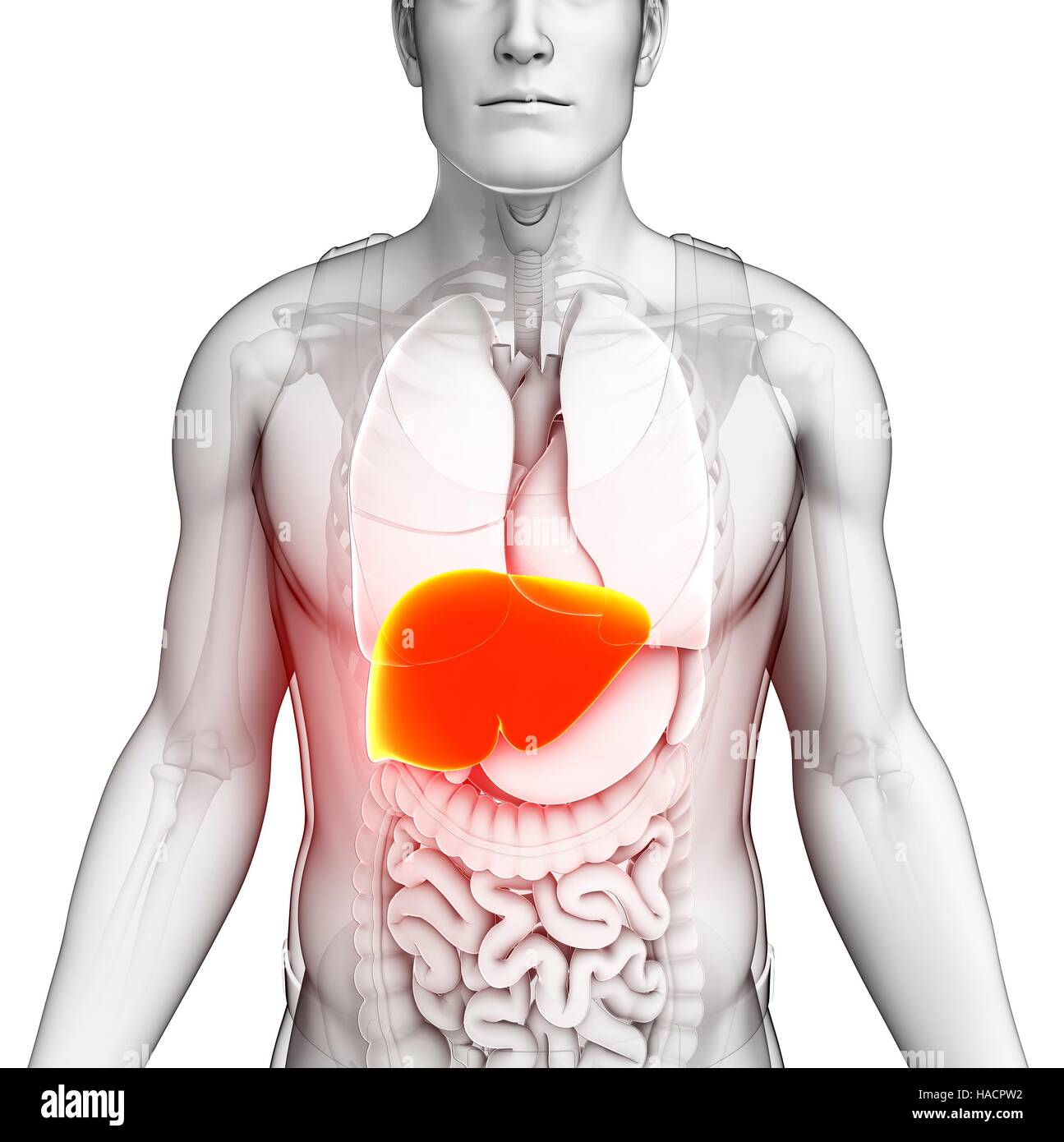 Illustration of male liver Stock Photo - Alamy
