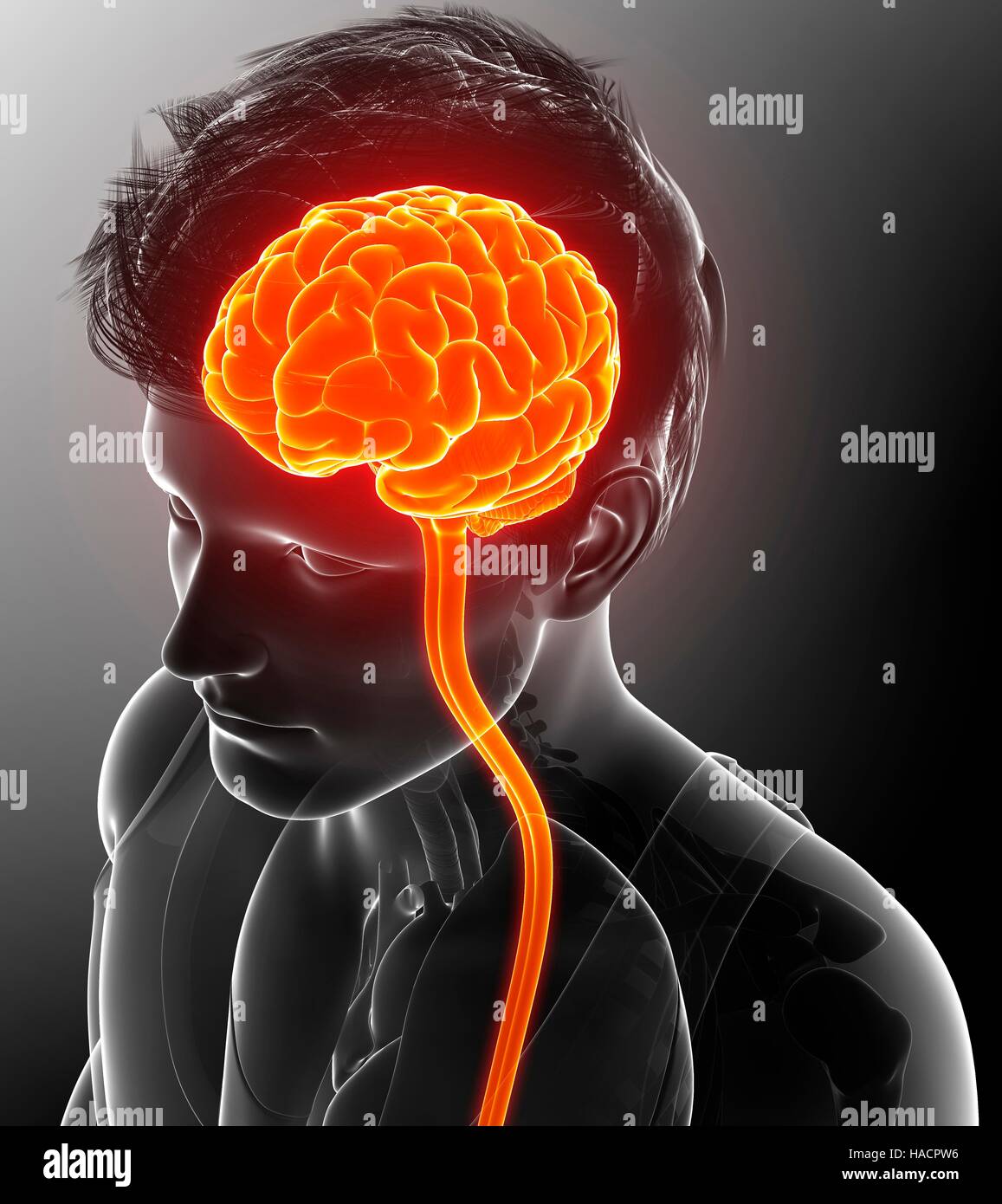 Illustration of male brain and spinal cord Stock Photo - Alamy