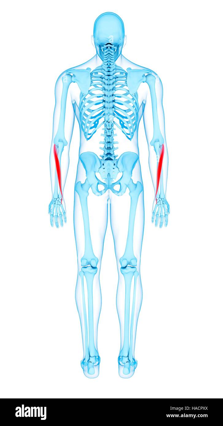 Illustration of the extensor carpi ulnaris muscles. Stock Photo