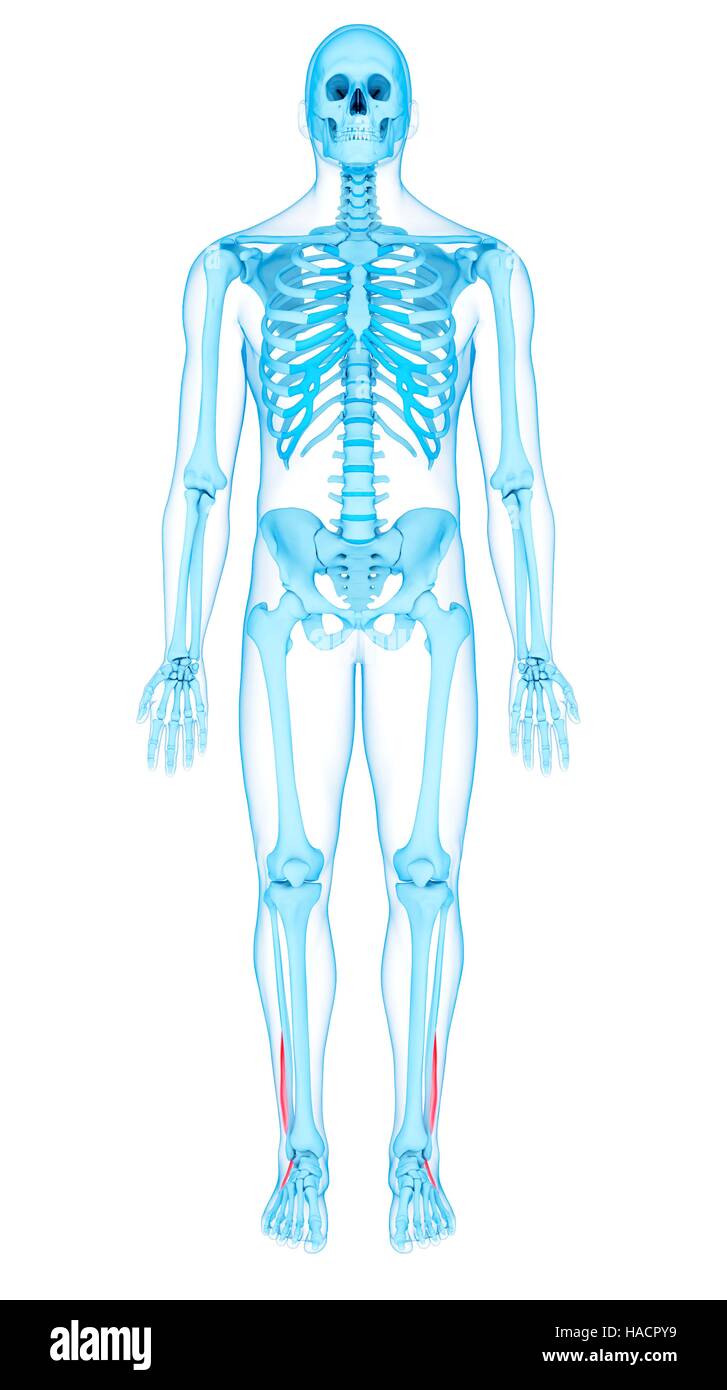 Illustration of the peroneus brevis muscles. Stock Photo
