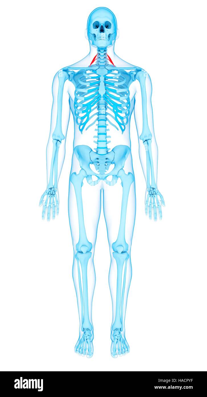 Illustration of the scalene anterior muscles Stock Photo - Alamy