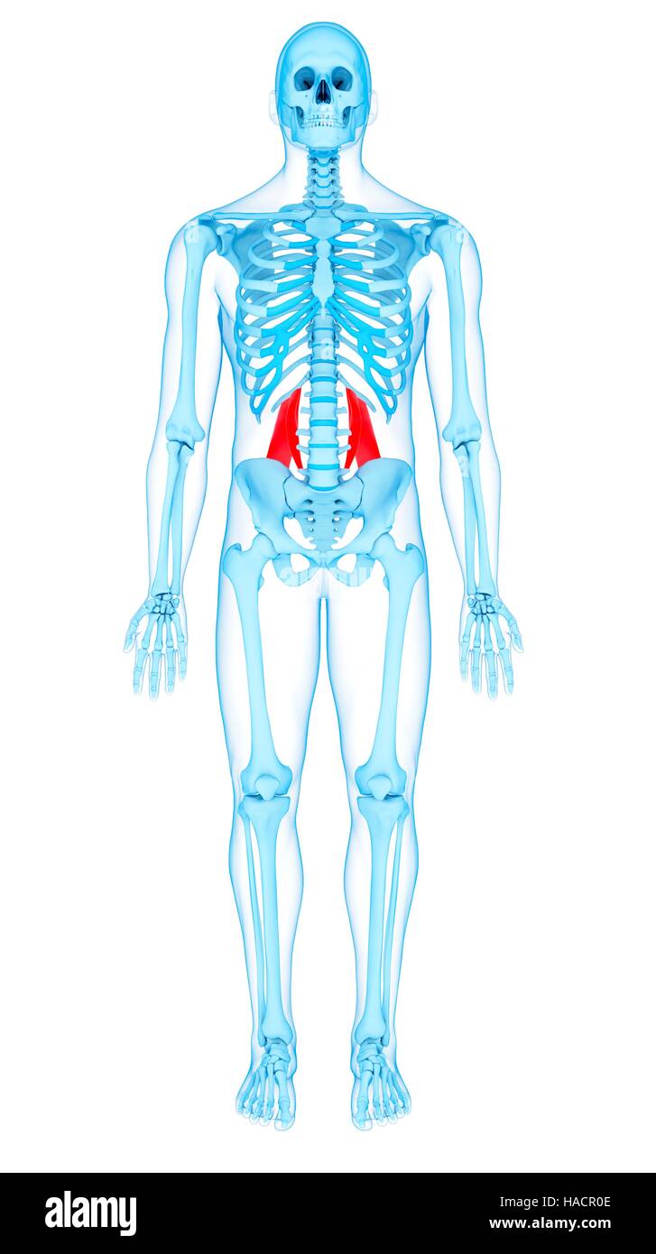 Illustration of the quadratus lumborum muscles Stock Photo - Alamy