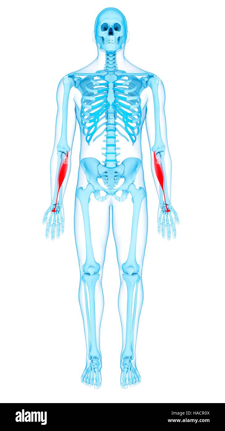 Illustration of the flexor carpi radialis muscles. Stock Photo