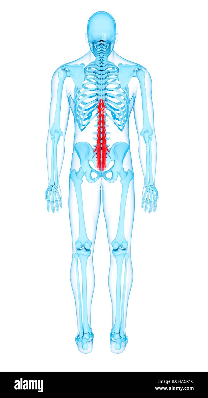 Illustration of the multifidus muscles. Stock Photo