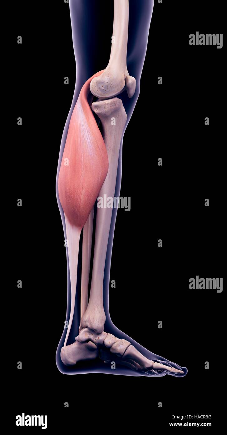 Illustration of the gastrocnemius muscle. Stock Photo