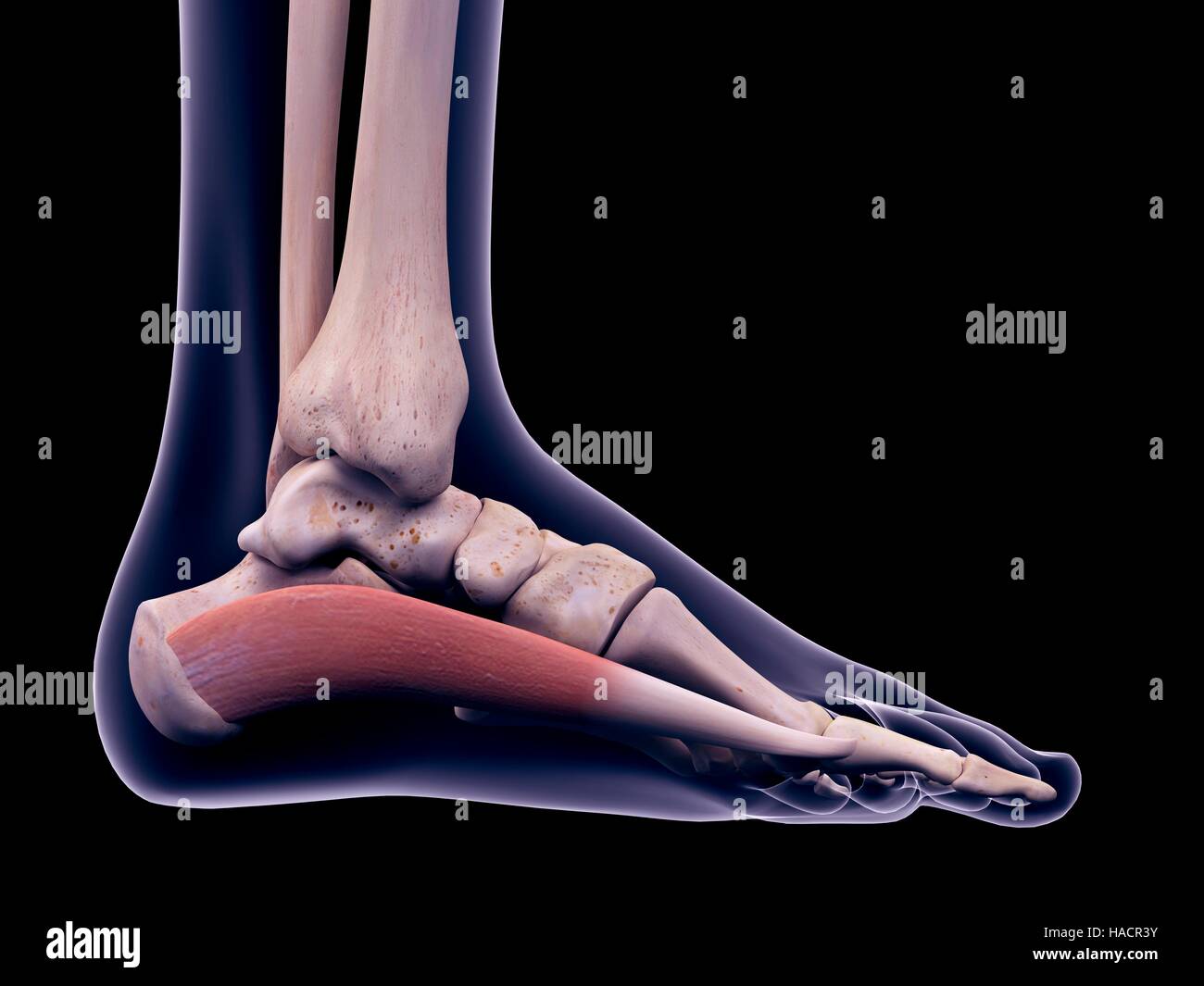 Abductor hallucis hi-res stock photography and images - Alamy