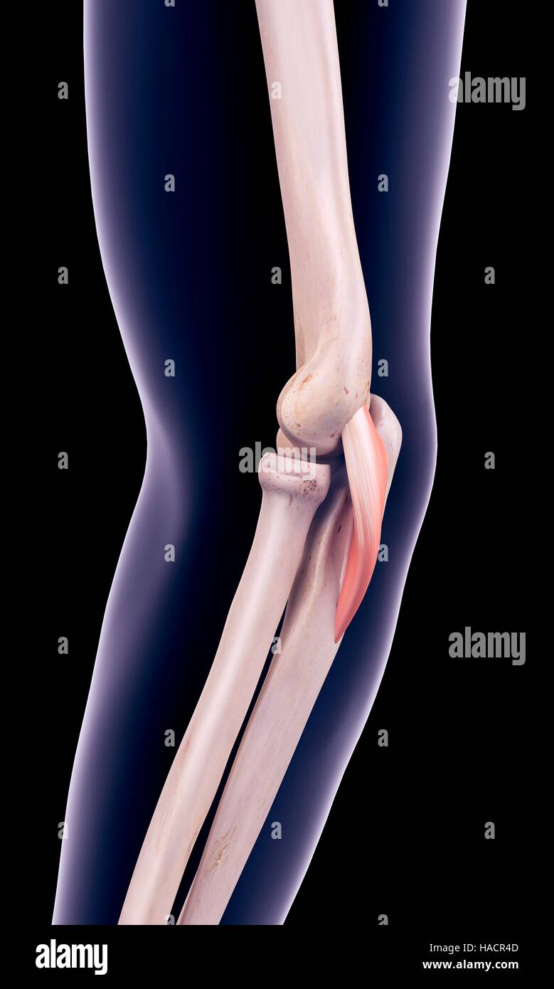 Medically accurate muscle illustration of the anconaeus muscle. Stock Photo