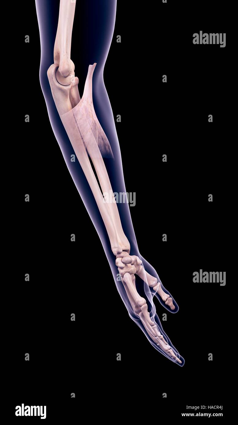 Illustration of the bicipital aponeurosis muscle Stock Photo Alamy